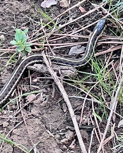 Western Terrestrial Garter Snake observed by hikerkaty
