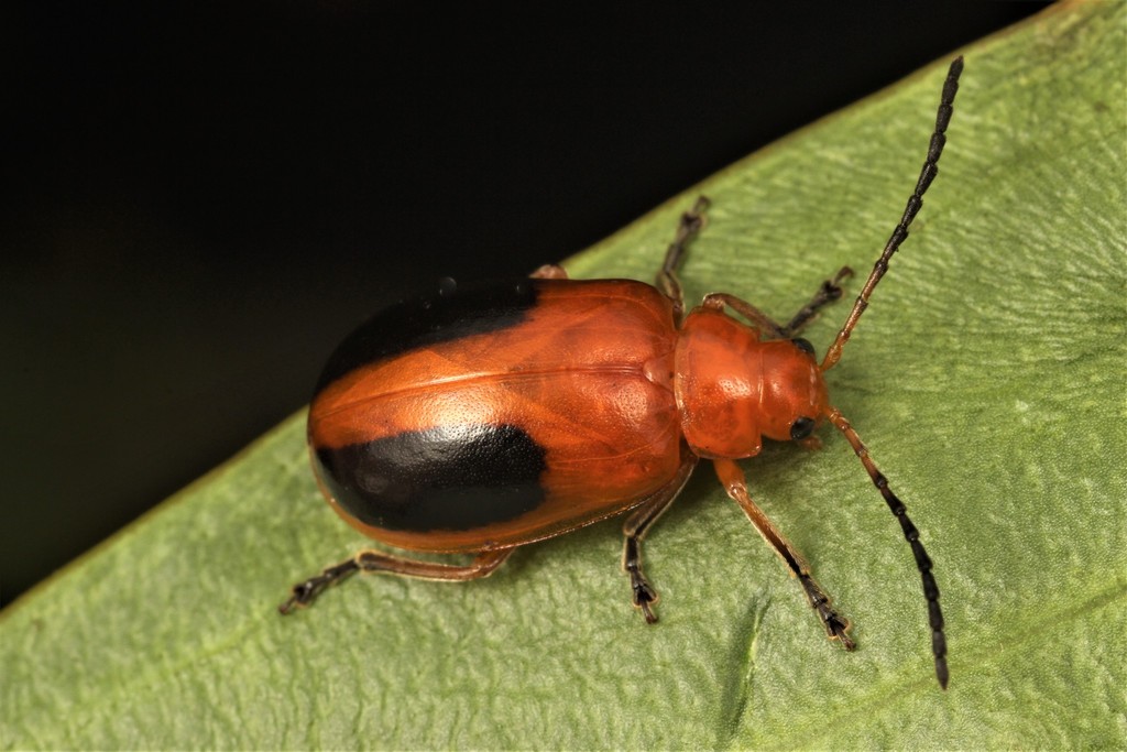 Oides Sp Oides alitersignata from Kuranda QLD 4881, Australia on February 19 ...
