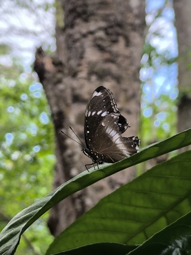Great Eggfly