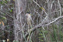 Nycticorax nycticorax image