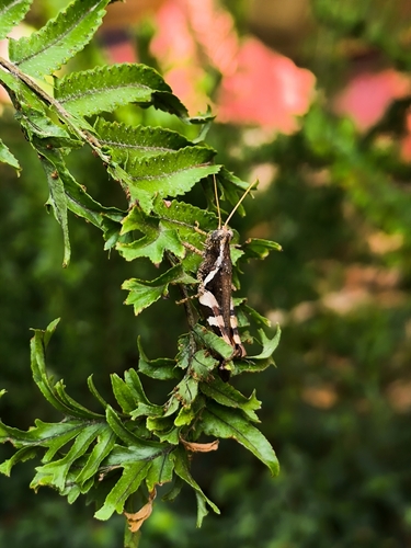 Rufous-legged Grasshopper