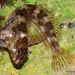 Montagu's Blenny - Photo (c) Luis Lopes Silva, all rights reserved, uploaded by Luis Lopes Silva