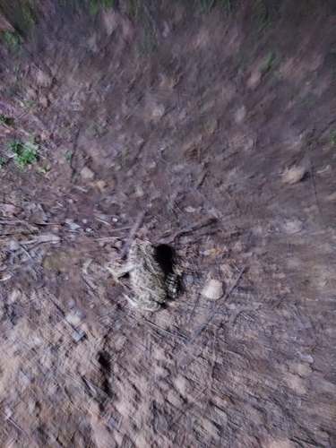 iNaturalist observation photo of Western Toad