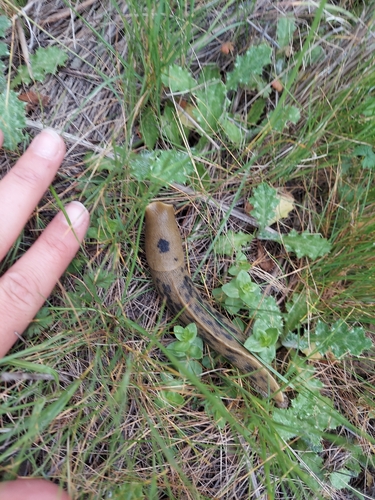 iNaturalist observation photo of Button's Banana Slug