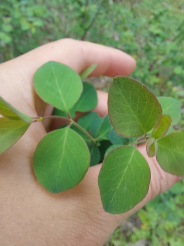 iNaturalist observation photo of snowberries