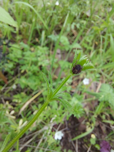 iNaturalist observation photo of Pacific Coast Tick