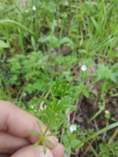 iNaturalist observation photo of bedstraws