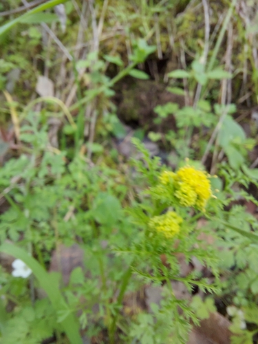 iNaturalist observation photo of Tuberous Sanicle