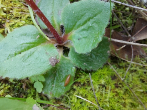 iNaturalist observation photo of California Saxifrage