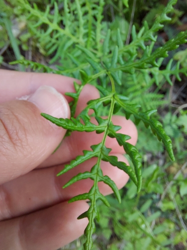 iNaturalist observation photo of goldback fern