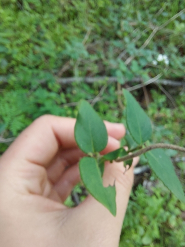 iNaturalist observation photo of honeysuckles