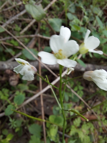 iNaturalist observation photo of milkmaids