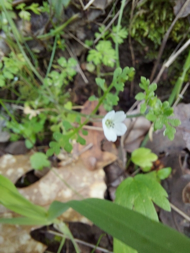 iNaturalist observation photo of White nemophila