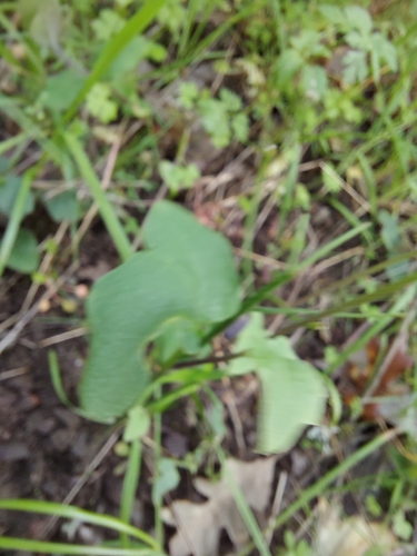 iNaturalist observation photo of milkmaids