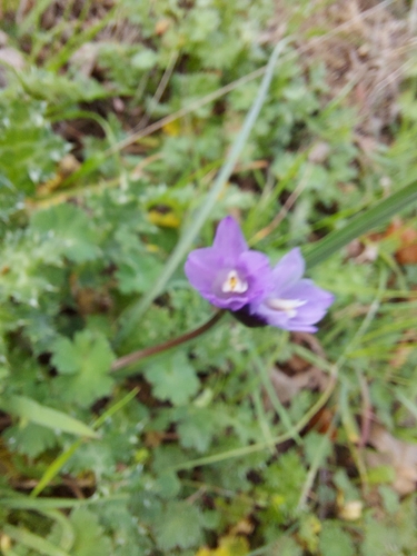 iNaturalist observation photo of blue dicks