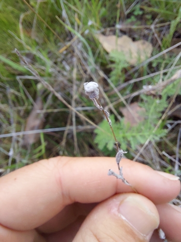 iNaturalist observation photo of Q-tips