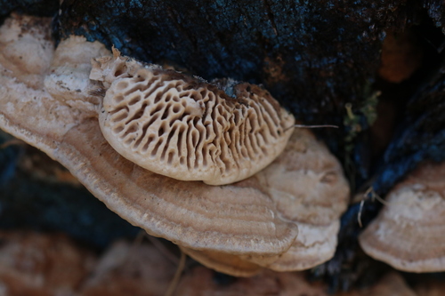 Ąžuolinis Vinguris nuotrauka