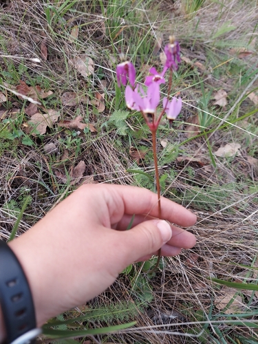 iNaturalist observation photo of Henderson's shooting star