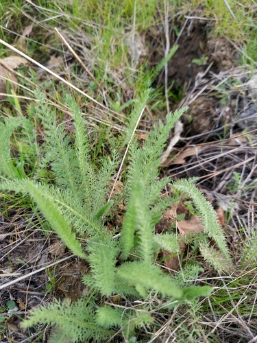 iNaturalist observation photo of yarrows