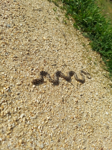 iNaturalist observation photo of Pacific Gopher Snake