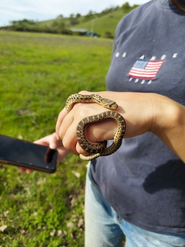 iNaturalist observation photo of Pacific Gopher Snake