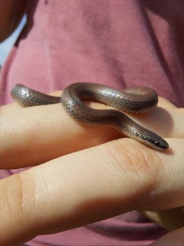 iNaturalist observation photo of Common Sharp-tailed Snake