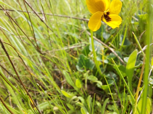 iNaturalist observation photo of California Golden Violet
