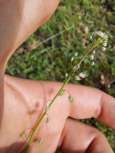 iNaturalist observation photo of Fringepods