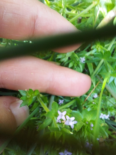 iNaturalist observation photo of Field madder
