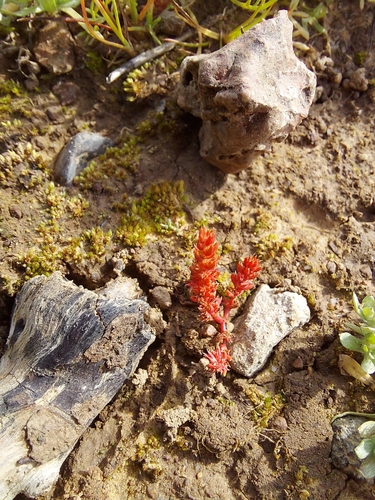 iNaturalist observation photo of Mossy Stonecrop