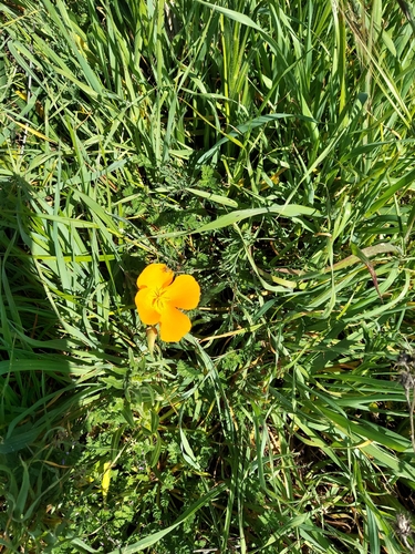 iNaturalist observation photo of California poppy