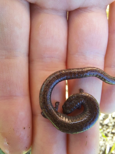 iNaturalist observation photo of California Slender Salamander