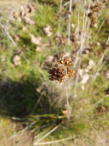 iNaturalist observation photo of Rushes