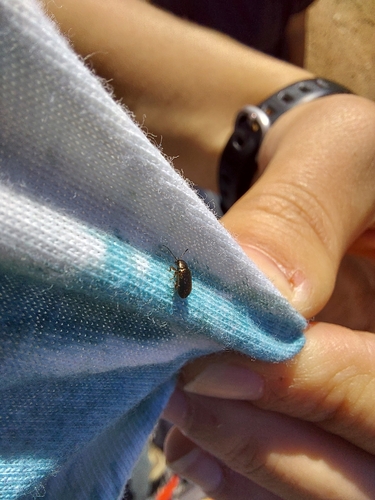 iNaturalist observation photo of Leaf Beetles