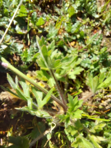 iNaturalist observation photo of Sacramento Valley Buttercup