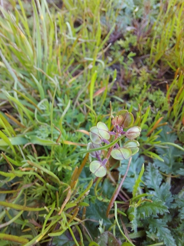 iNaturalist observation photo of Shining Pepperweed
