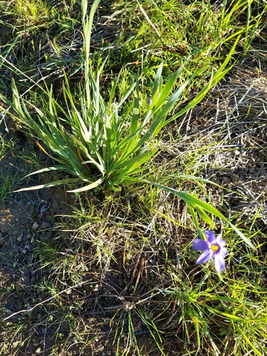 iNaturalist observation photo of western blue-eyed grass