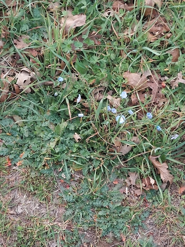 iNaturalist observation photo of Menzies' baby blue eyes