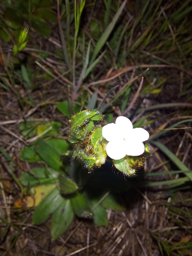iNaturalist observation photo of Popcornflowers