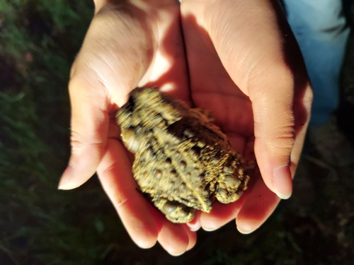 iNaturalist observation photo of Western Toad