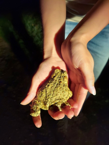 iNaturalist observation photo of Western Toad