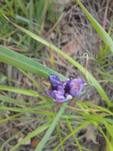 iNaturalist observation photo of blue dicks