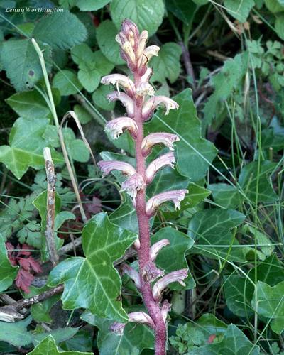 ivy broomrape