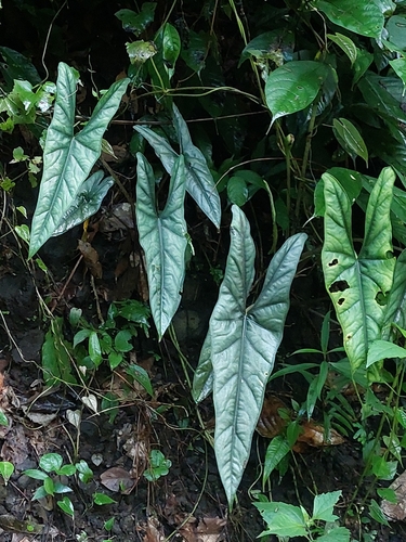Alocasia heterophylla (Alocasia heterophylla)