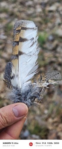 Schleiereule observed by zwergnase