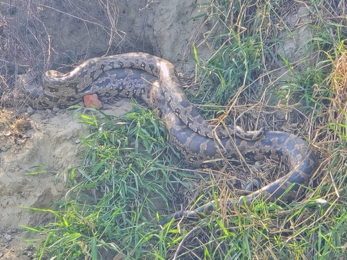 Indian Python