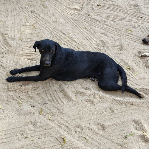 Domestic Dog observed by saby_mon