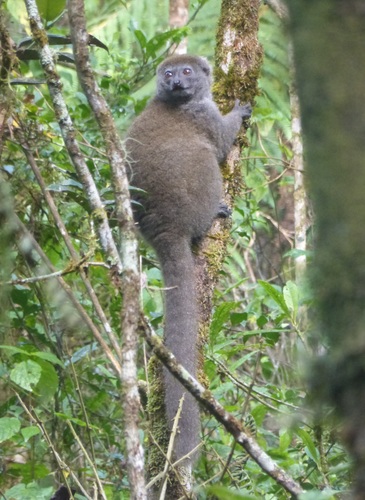 Eastern Lesser Bamboo Lemur