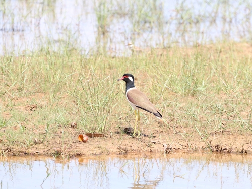 Red-wattled Lapwing