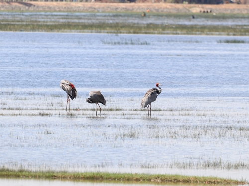 Sarus Crane